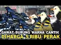 GAWAT HARGA KACER DARI 100 RIBUAN || BURUNG WARNA CANTIK CUMA 5 RIBU PERAK DI PASAR BURUNG PRAMUKA 