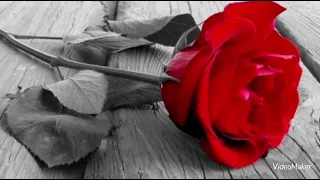 هاني شاكر لسه بتسالي 