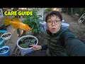 Download Lagu How To Care For Japanese Rice Fish - Everything You Need To Know About Medaka Fish