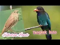 Download Lagu SIKATAN LONDO VS TENGKEK BUTO Gacor