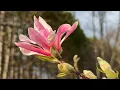 Lagu Leonard Messel Magnolia - A Big Splash of Colour For Your Drab Spring Garden.