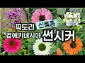 Download Lagu 😲신품종  등장! 겹에키네시아 썬시커 \u0026 찌도리 신상 | 요즘 뜨는 여름꽃 #수안정원