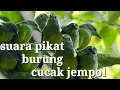 Download Lagu suara pikat burung opior / cucak jempol ampuh