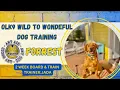 6 5yo Mix Forrest Best Dog Trainers in WV