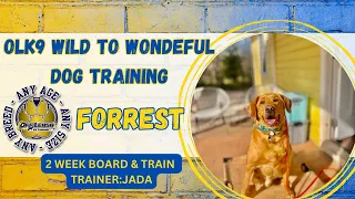 6 5yo Mix Forrest Best Dog Trainers in WV