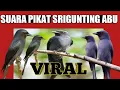 Download Lagu Suara pikat srigunting abu kejepit paling ampuh
