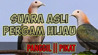 suara asli pergam hijau pikat panggil