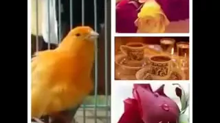 نغمة عصفور من اروع اصوات العصافير YouTube 240p 