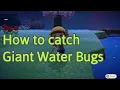 How to catch Giant Water Bugs | Animal Crossing New Horizons Quick Guide 04