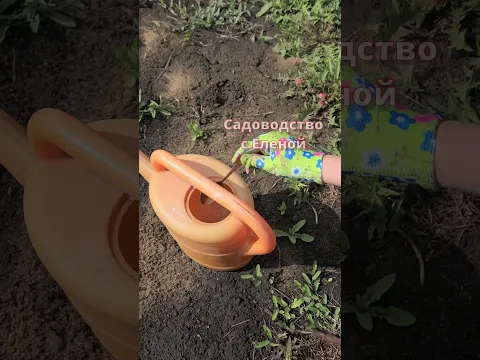 Однажды попробовала и обалдела, земля стала здоровая и плодородная и все растет