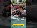 Download Lagu Mannargudi Bob cut Sengamalam Play in Swimming pool|#shorts #shortsfeed #mannargudi #mannai#elephant