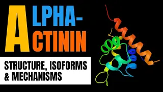 Alpha-Actinin Structure Functions Types Explained ACTN1 ACTN2 ACTN3 ACTN4 Biochemistry