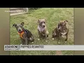 Abandoned Greenville Co puppies reunite months after rescue