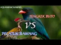 Download Lagu Rahasia Cendet viral‼️ TENGKEK BUTO VS PELATUK BAWANG mewah sadis bahan gacoran