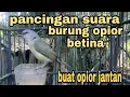 Download Lagu suara burung opior betina ⁉️cocok buat pancingan opior jantan‼️