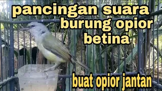 suara burung opior betina cocok buat pancingan opior jantan 