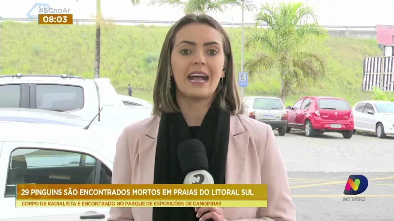 Pinguins-de-magalhães: 29 animais são encontrados mortos no Litoral Sul de SC