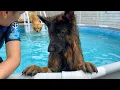 Download Lagu Spraakzame Duitse herder klaagt als ik stop met spetteren