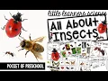 Little Learners Science All About Insects