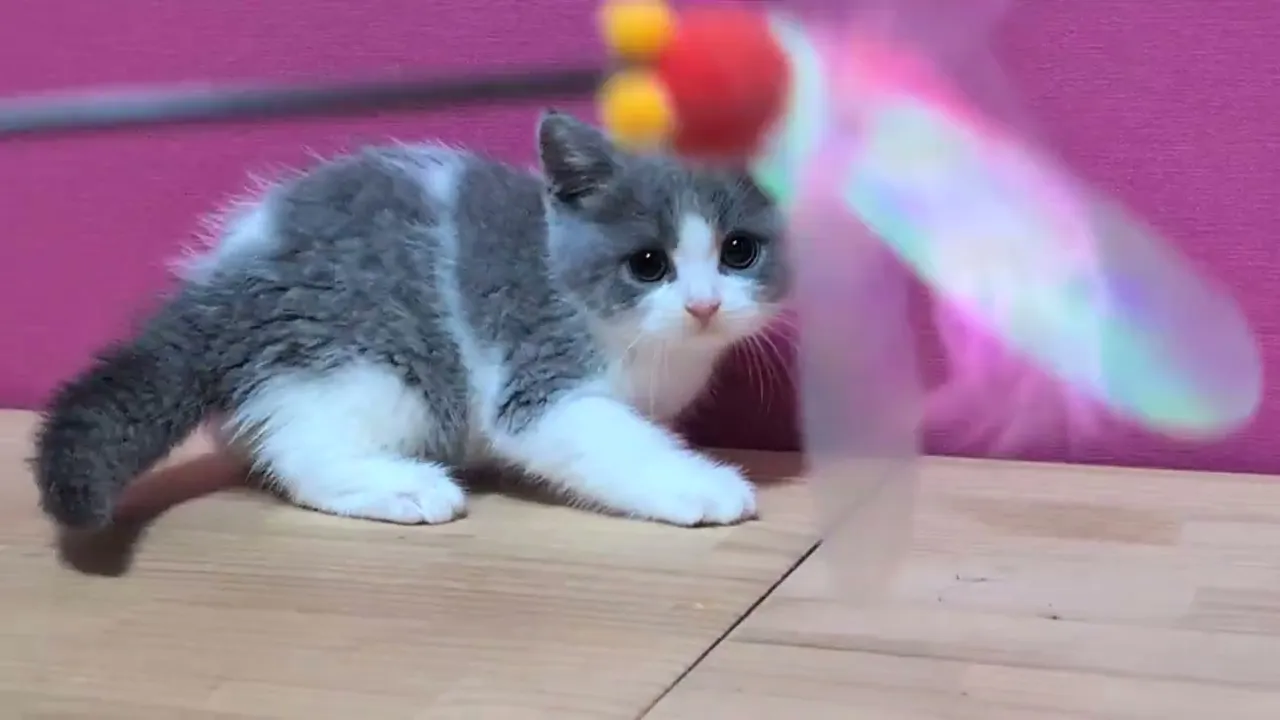 動画