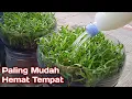 Download Lagu Galon Bekas Untuk Menanam Sayuran di Rumah Lahan Sempit
