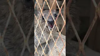 صوت الوبر صوت الوبر الوباره ضحك الوبر صوت الوباره وبران الوبران الوبر الصخري بواردي مقناص 