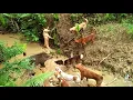 Download Lagu anjing vs babi hutan