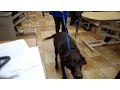 Taking Our Chocolate Lab to PetSmart