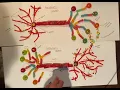 Candy neuron
