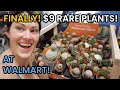 FINALLY 9 RARE PLANTS AT WALMART Walmart Finds - Big Box Plant Shopping
