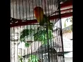 Lovebird ngekek cililin nyambung kuntilanak