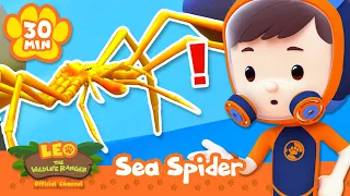 This spider's hard to find underwater! | Leo the Wildlife Ranger | Animal Cartoons