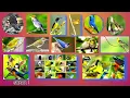 Download Lagu suara pikat, panggilan burung kecil terpopuler #pikatburung #pikat #burung #mp3burung #burcil #mp3