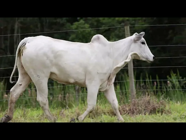 Novilha Nelore ACSM - 230