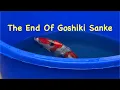 Kibi Koi Farm | Goshiki Sanke | The End Of A Super Variety | Super Rare Koi 