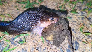 Dừng xe bên đường gặp rắn đang ăn cóc