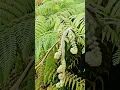 Fern fiddlehead fronds Mexico City CDMX botanical park plant life
