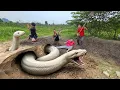 3 Brave Hunters Dig Up and Catch a Giant White Python