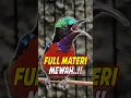 Download Lagu HUMBRI NINJA GACOR VOLLEDIG LUXE VULMATERIAAL #shorts #konin #kolibrininja #kicaumania