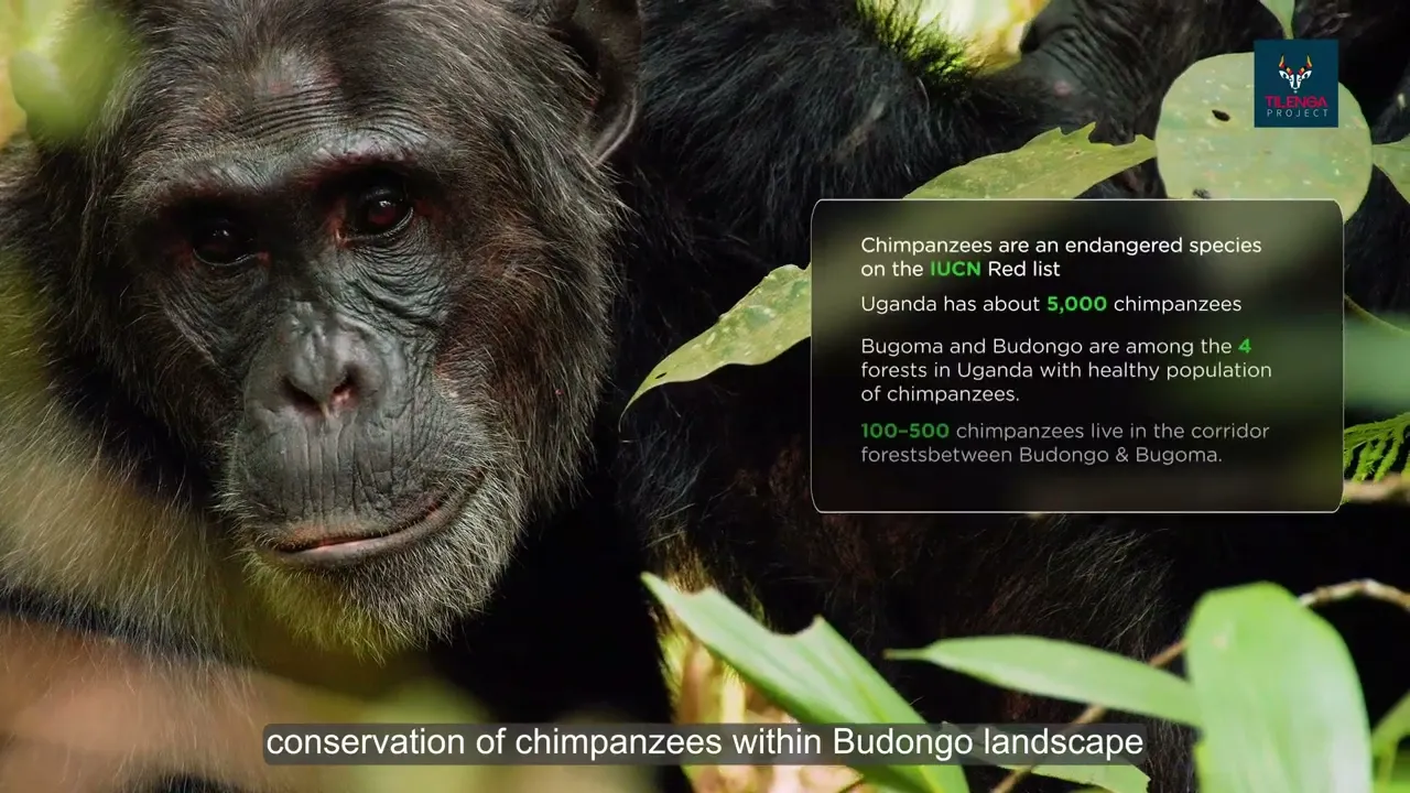 Budongo - Bugoma Forest Corridor Restoration Project