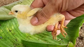 Hipnotis MURGI Ke Bacche Sleeping Video | Murgi Ke Bacche!