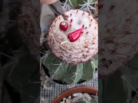 Banyak yang Mengira Buah Ini Hasil AI!