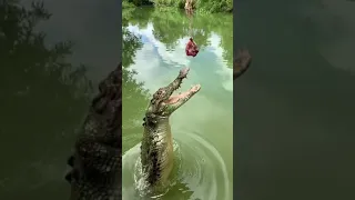 رعب التماسيح 