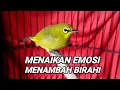 Download Lagu pleci betina perangsang jantan