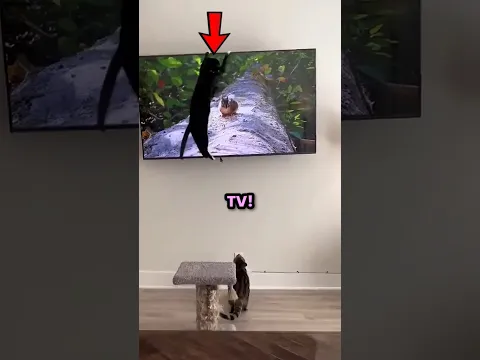 Cats Watching Tv 🐈