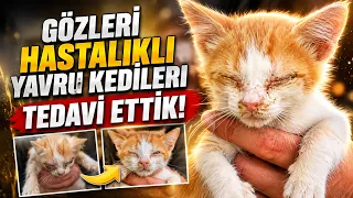 gözleri hastalıklı yavruları tedavi ettik