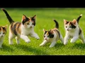 Download Lagu Sweet Kittens Playing with Tiny Chicks, Fluffy Rabbits, Playful Puppies \u0026 Baby Goats – Must Watch!