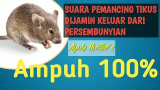 suara pikat tikus ampuh 100 rat sound jernih keras calling work