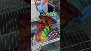 Then I Got High At Jamminon Com Tiedye Lifeisbutadream Jammintiedyestudio 