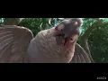 Rio (2011) but it’s only Nigel on screen pt 2